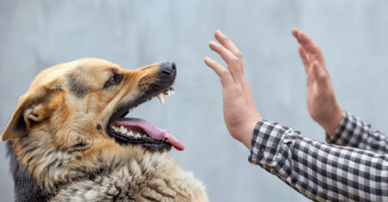 Sofocante latín Ajuste Cómo defenderse ante el ataque de un perro - Karate y Mas